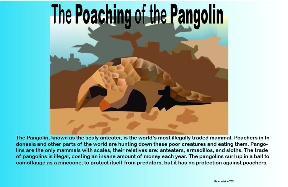 7_endangeredspecies_phoebe